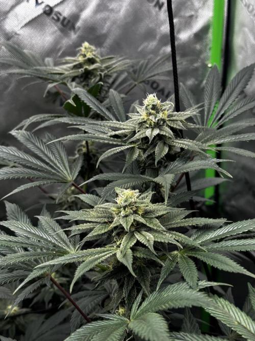 Grow 6.2 | Doctors Choice | Black Mamba. Week 11