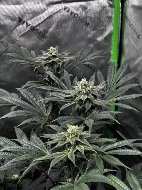 Grow 6.2 | Doctors Choice | Black Mamba. Week 11