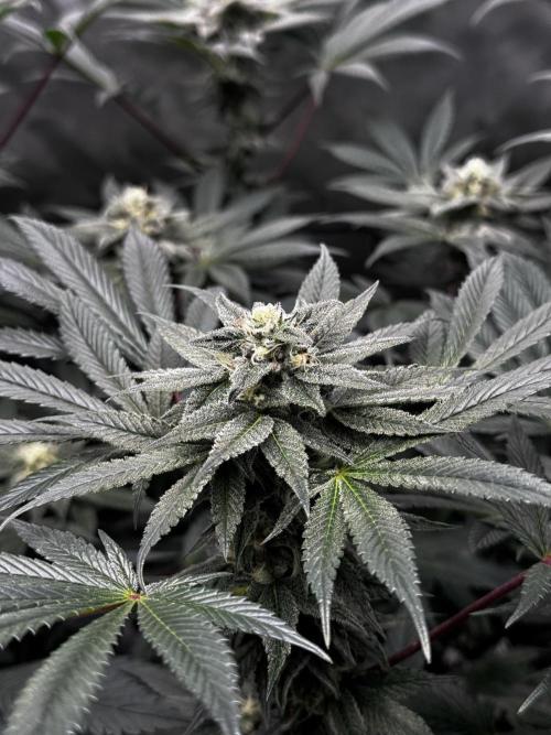 Grow 6.2 | Doctors Choice | Black Mamba. Week 11