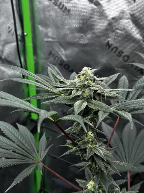 Grow 6.2 | Doctors Choice | Black Mamba. Week 11