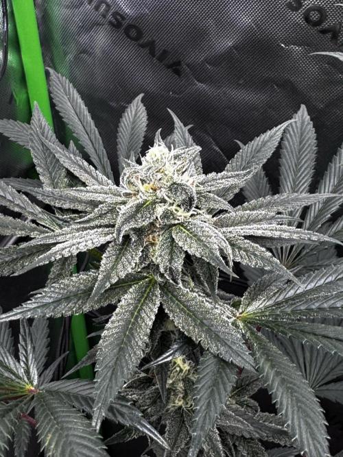 Grow 6.2 | Doctors Choice | Black Mamba. Week 11
