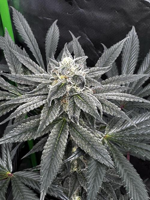 Grow 6.2 | Doctors Choice | Black Mamba. Week 11