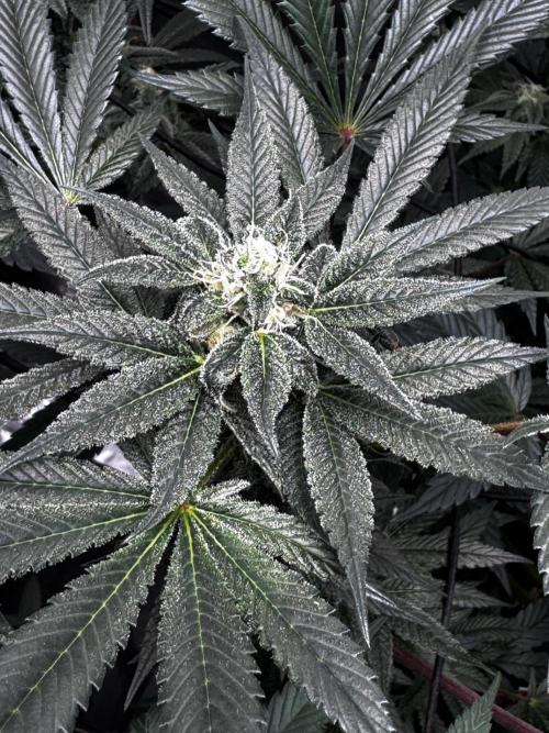 Grow 6.2 | Doctors Choice | Black Mamba. Week 11