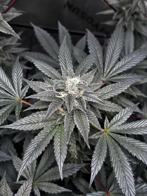 Grow 6.2 | Doctors Choice | Black Mamba. Week 11
