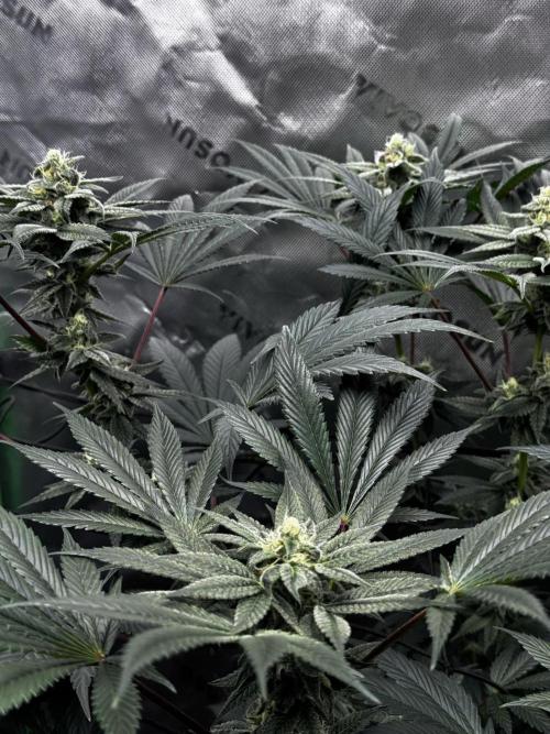 Grow 6.2 | Doctors Choice | Black Mamba. Week 11