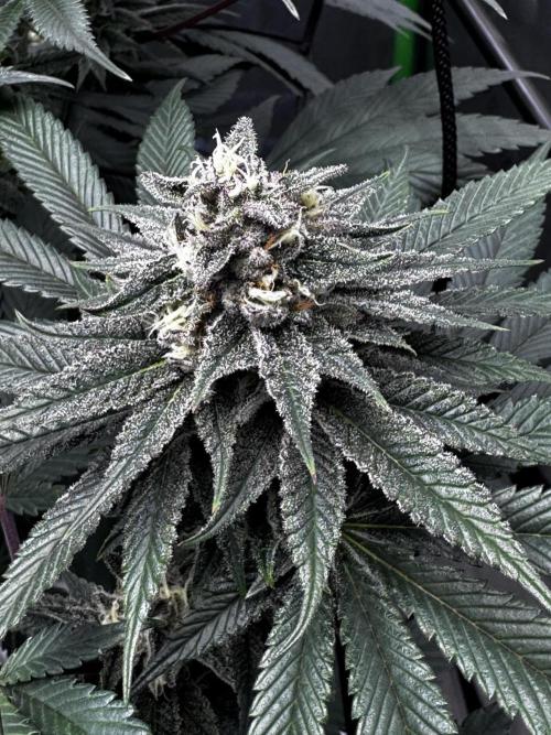 Grow 6.2 | Doctors Choice | Black Mamba. Week 11