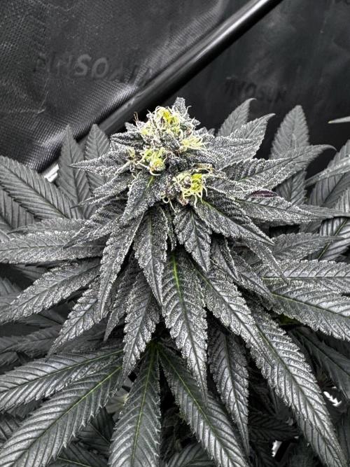 Grow 6.2 | Doctors Choice | Black Mamba. Week 11