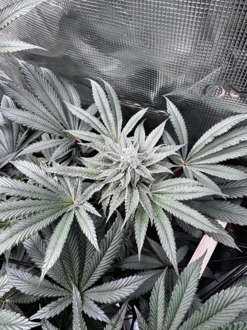 Grow 6.2 | Doctors Choice | Black Mamba. Week 11