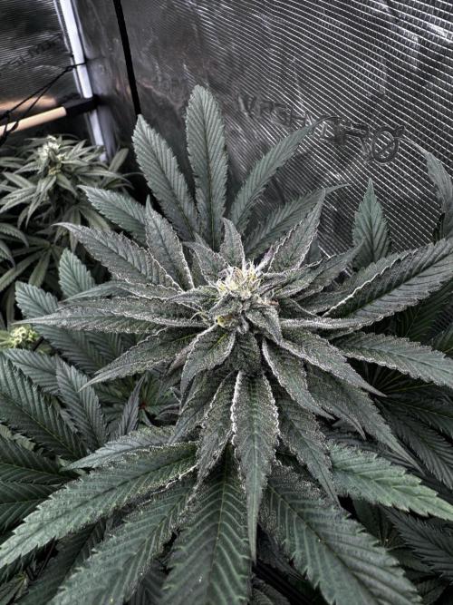 Grow 6.2 | Doctors Choice | Black Mamba. Week 11