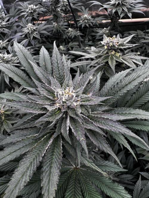 Grow 6.2 | Doctors Choice | Black Mamba. Week 11