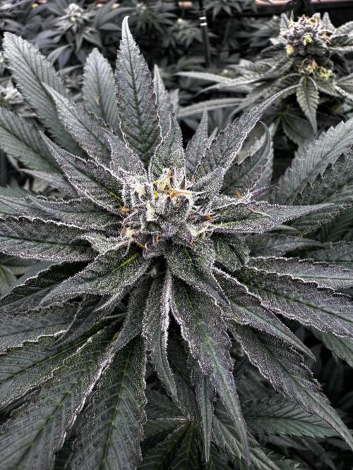 Grow 6.2 | Doctors Choice | Black Mamba. Week 11