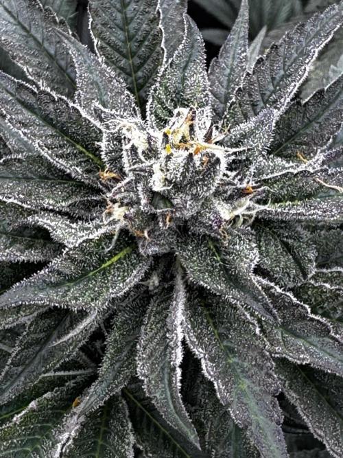 Grow 6.2 | Doctors Choice | Black Mamba. Week 11