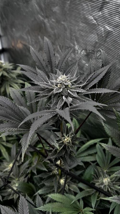 Grow 6.2 | Doctors Choice | Black Mamba. Week 12