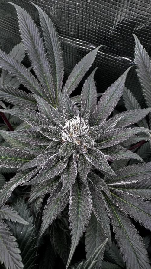 Grow 6.2 | Doctors Choice | Black Mamba. Week 12