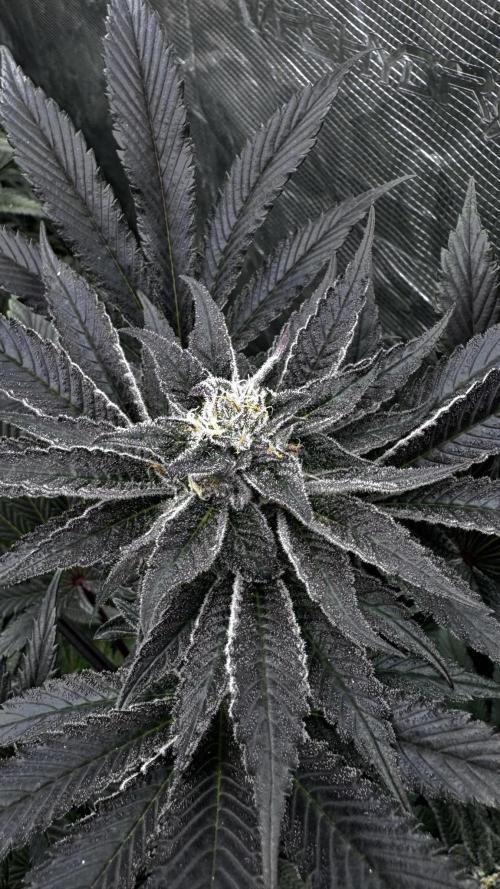 Grow 6.2 | Doctors Choice | Black Mamba. Week 12