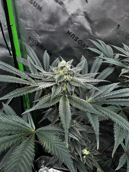 Grow 6.2 | Doctors Choice | Black Mamba. Week 12