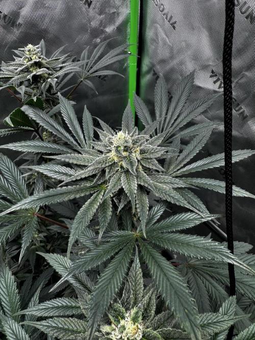 Grow 6.2 | Doctors Choice | Black Mamba. Week 12
