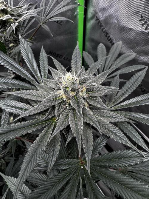 Grow 6.2 | Doctors Choice | Black Mamba. Week 12