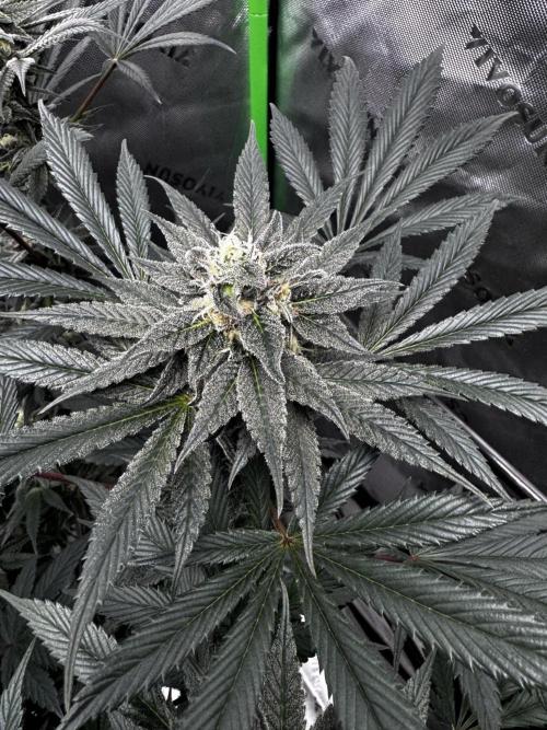 Grow 6.2 | Doctors Choice | Black Mamba. Week 12