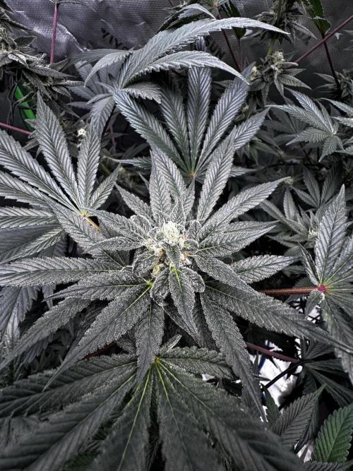 Grow 6.2 | Doctors Choice | Black Mamba. Week 12