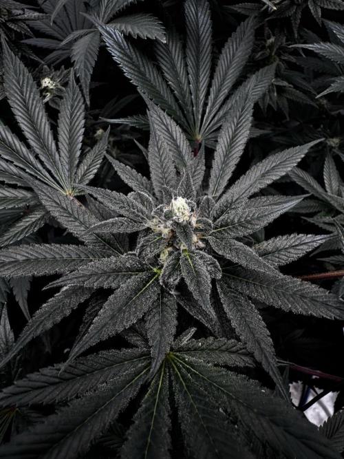 Grow 6.2 | Doctors Choice | Black Mamba. Week 12