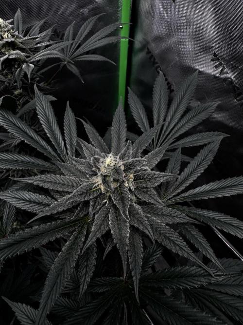 Grow 6.2 | Doctors Choice | Black Mamba. Week 12