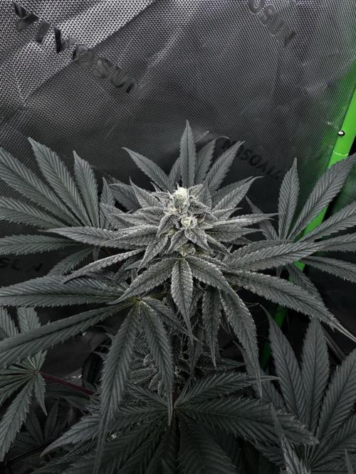 Grow 6.2 | Doctors Choice | Black Mamba. Week 12