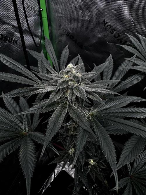 Grow 6.2 | Doctors Choice | Black Mamba. Week 12