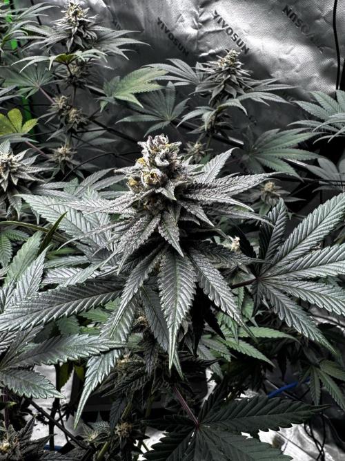 Grow 6.3 | Mendo Dope Farms | Skoochie. Week 14