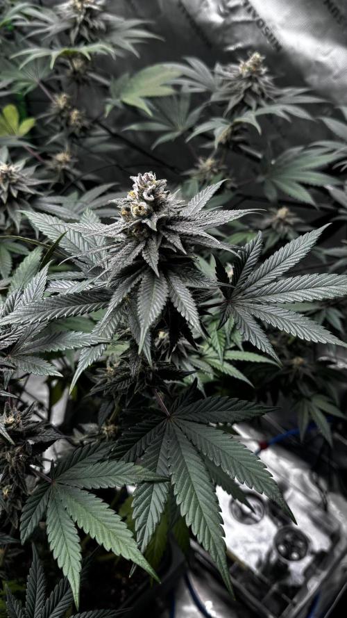 Grow 6.3 | Mendo Dope Farms | Skoochie. Week 14