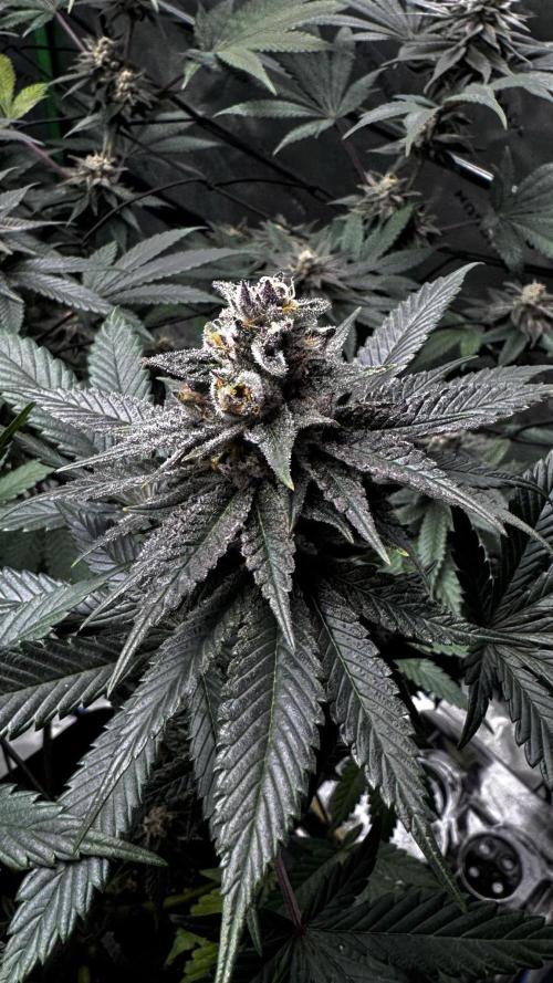 Grow 6.3 | Mendo Dope Farms | Skoochie. Week 14