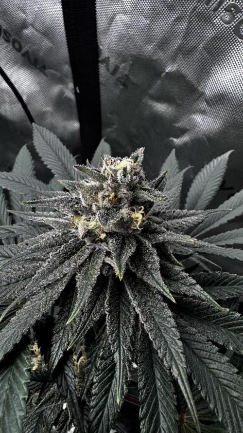 Grow 6.3 | Mendo Dope Farms | Skoochie. Week 14