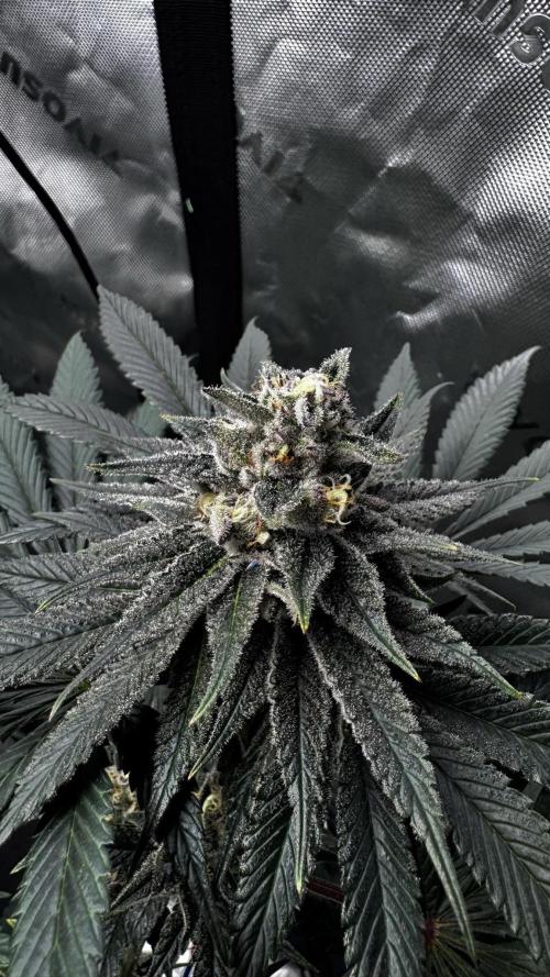 Grow 6.3 | Mendo Dope Farms | Skoochie. Week 14