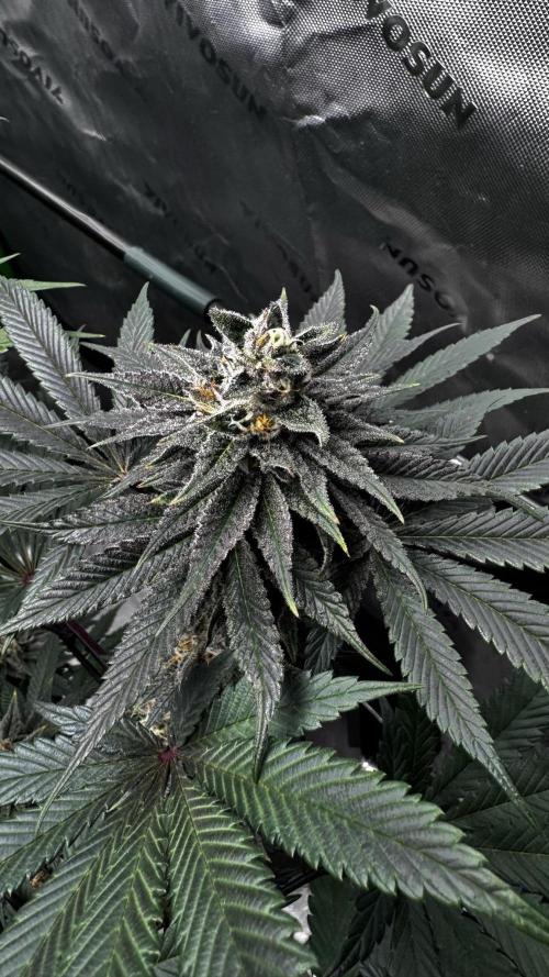 Grow 6.3 | Mendo Dope Farms | Skoochie. Week 14