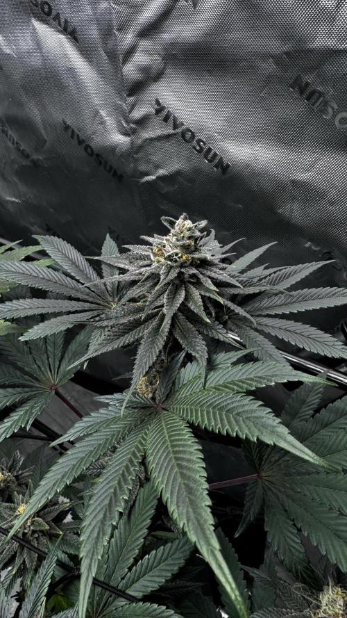 Grow 6.3 | Mendo Dope Farms | Skoochie. Week 14