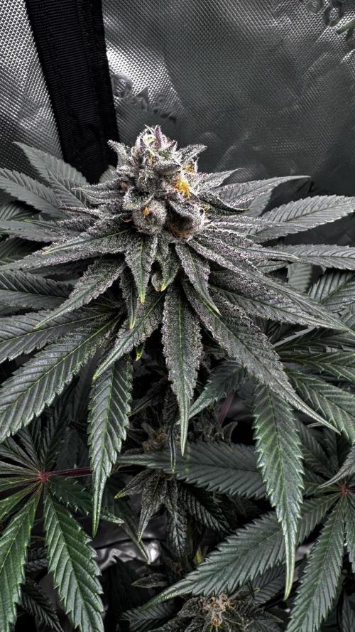 Grow 6.3 | Mendo Dope Farms | Skoochie. Week 14