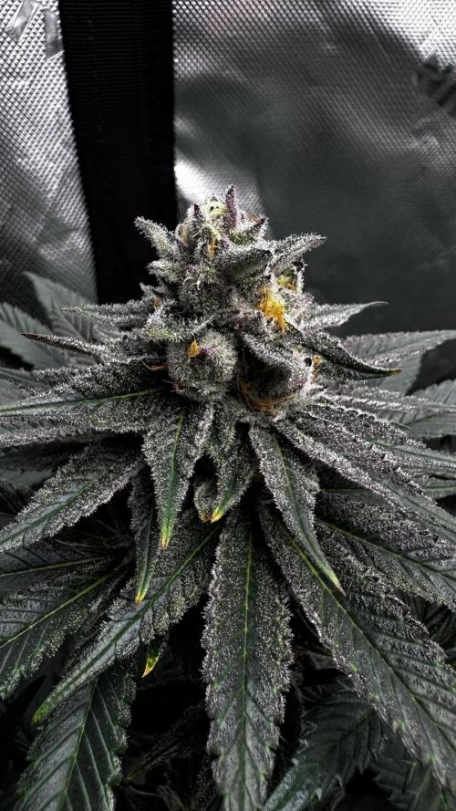 Grow 6.3 | Mendo Dope Farms | Skoochie. Week 14