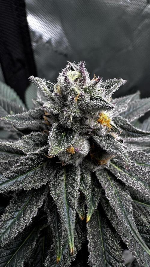 Grow 6.3 | Mendo Dope Farms | Skoochie. Week 14