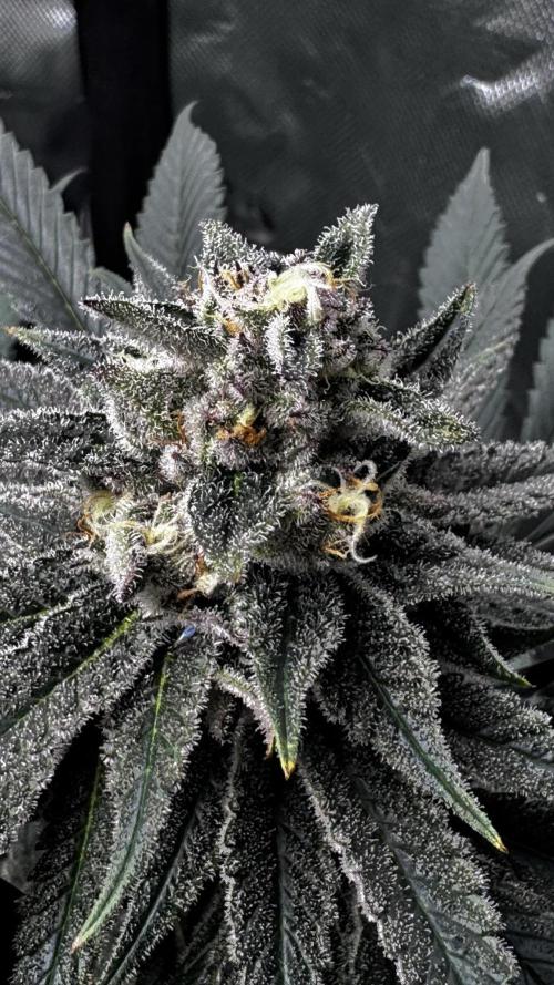 Grow 6.3 | Mendo Dope Farms | Skoochie. Week 14