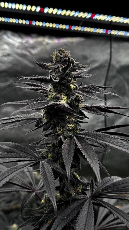 Grow 6.3 | Mendo Dope Farms | Skoochie. Week 14
