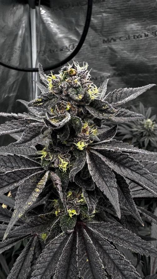 Grow 6.3 | Mendo Dope Farms | Skoochie. Week 14