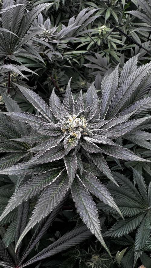 Grow 6.3 | Mendo Dope Farms | Skoochie. Week 14