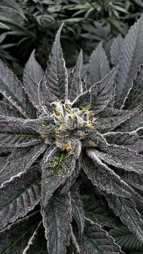 Grow 6.3 | Mendo Dope Farms | Skoochie. Week 14