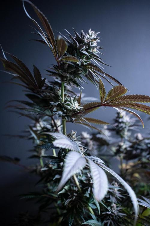 Grow 6.3 | Mendo Dope Farms | Skoochie. Week 15