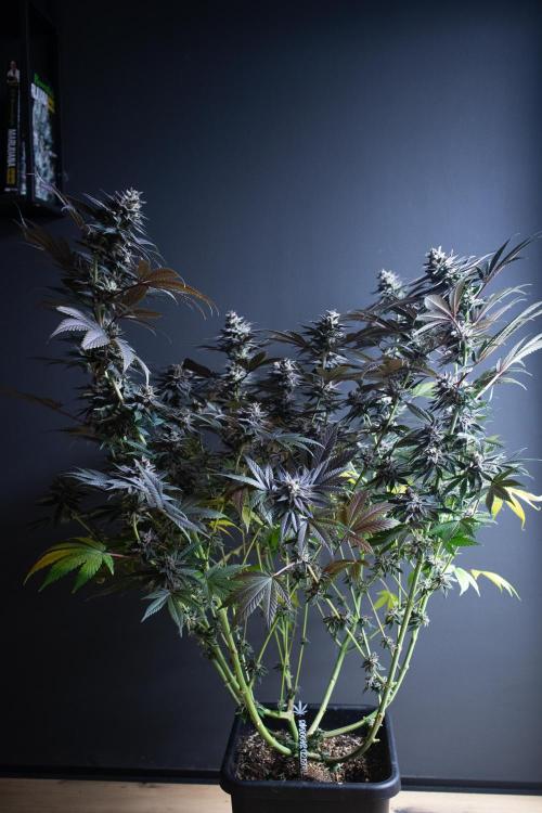 Grow 6.3 | Mendo Dope Farms | Skoochie. Week 15
