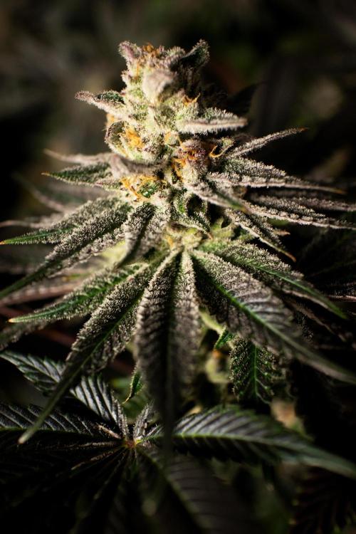 Grow 6.3 | Mendo Dope Farms | Skoochie. Week 15