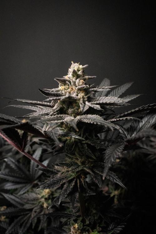Grow 6.3 | Mendo Dope Farms | Skoochie. Week 15