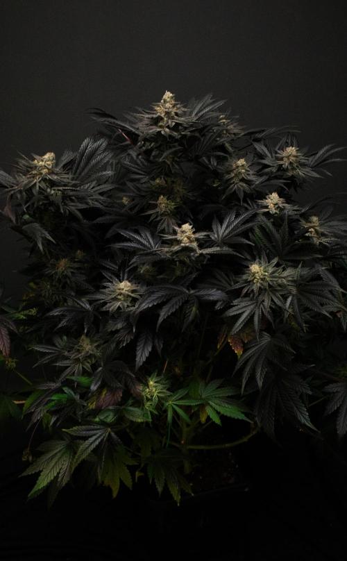 Grow 6.3 | Mendo Dope Farms | Skoochie. Week 15