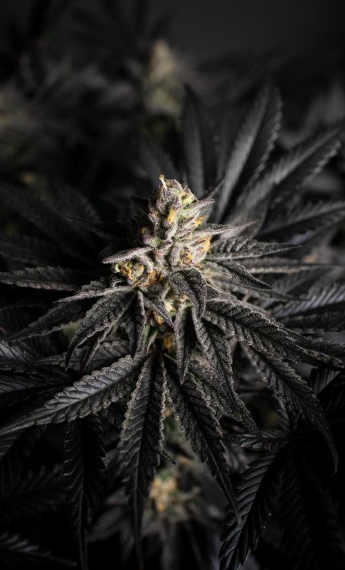 Grow 6.3 | Mendo Dope Farms | Skoochie. Week 15