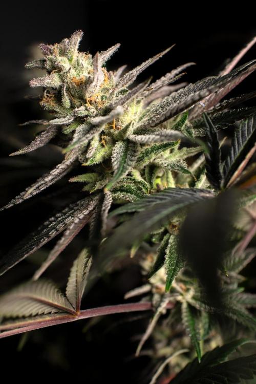 Grow 6.3 | Mendo Dope Farms | Skoochie. Week 15